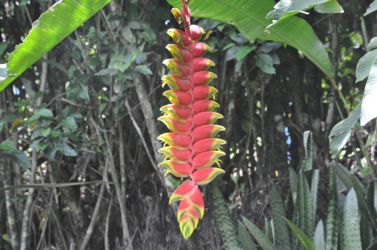 Bed and Breakfast Hospedaje Amanecer Turrialba Exterior foto