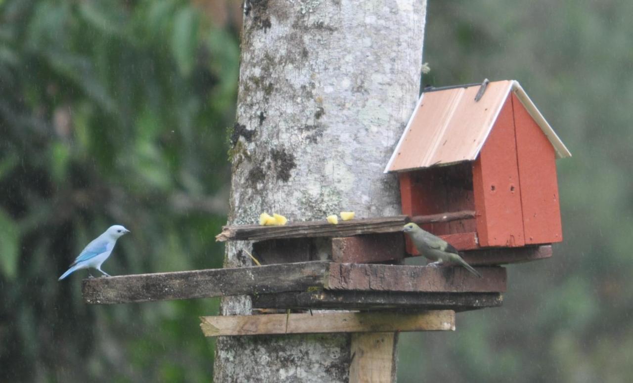 Bed and Breakfast Hospedaje Amanecer Turrialba Exterior foto